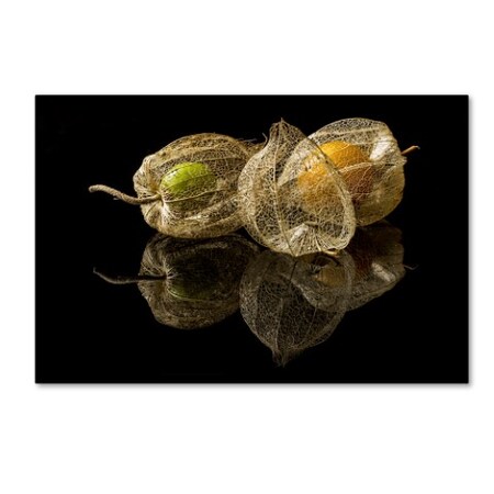 Trademark Fine Art Gaberkosir 'Physalis Alkekengi' Canvas Art, 22x32 1X00832-C2232GG